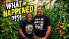 We Have A Problem But It S A Good One Off Grid Greenhouse Update